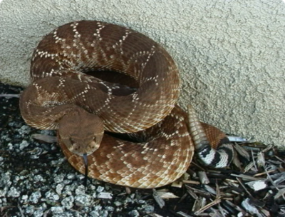 Фото Гремучник красный​ Crotalus ruber  (photo#127693)