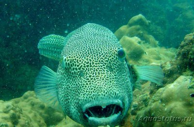 Аротрон звездчатый  (Arothron stellatus)