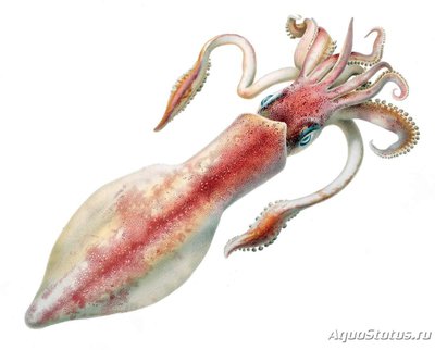 Кальмар ребристый  (Loligo forbesii)