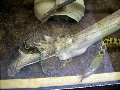 Фото Полоз вьетнамский тонкохвостый Orthriophis taeniurus . (photo#127984)