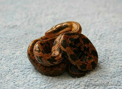 Фото Полоз вьетнамский тонкохвостый Orthriophis taeniurus . (photo#127986)