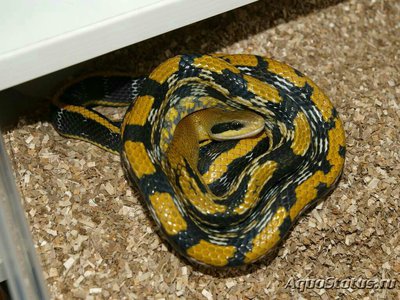 Фото Полоз вьетнамский тонкохвостый Orthriophis taeniurus . (photo#127987)