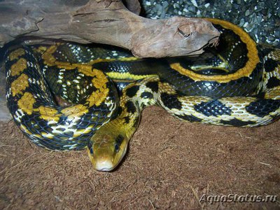Фото Полоз вьетнамский тонкохвостый Orthriophis taeniurus . (photo#127988)