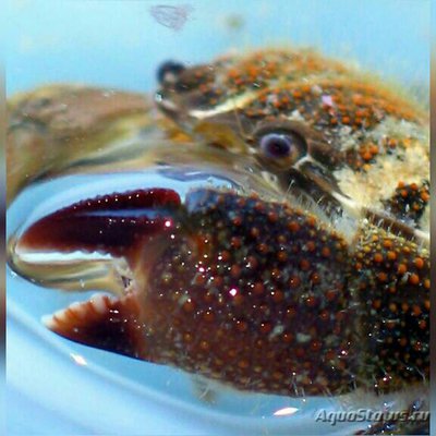 Краб хохлатый рифовый (Platypodia granulosa)