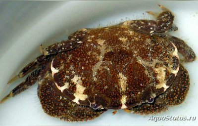 Краб хохлатый рифовый (Platypodia granulosa)