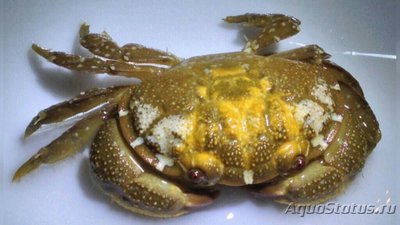 Краб хохлатый рифовый (Platypodia granulosa)