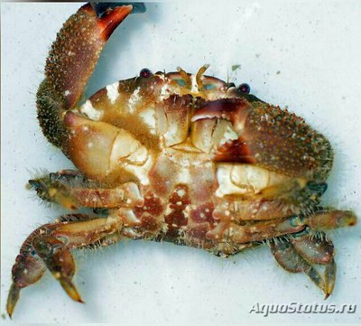 Краб хохлатый рифовый (Platypodia granulosa)
