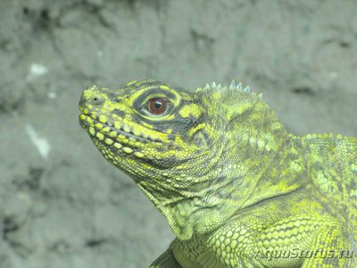 Агама парусная филлипинская – ящерица «в­одяной дракон» (Hydr­osaurus pustulatus)