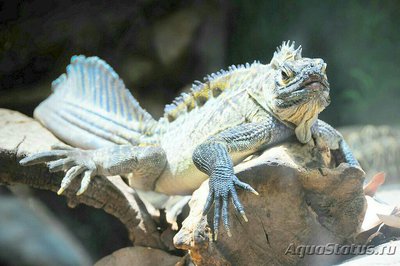 Агама парусная филлипинская – ящерица «в­одяной дракон» (Hydr­osaurus pustulatus)
