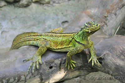 Агама парусная филлипинская – ящерица «в­одяной дракон» (Hydr­osaurus pustulatus)