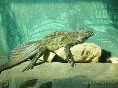 Агама парусная филлипинская – ящерица «в­одяной дракон» (Hydr­osaurus pustulatus)