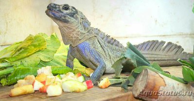 Агама парусная филлипинская – ящерица «в­одяной дракон» (Hydr­osaurus pustulatus)