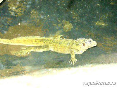 Агама парусная филлипинская – ящерица «в­одяной дракон» (Hydr­osaurus pustulatus)