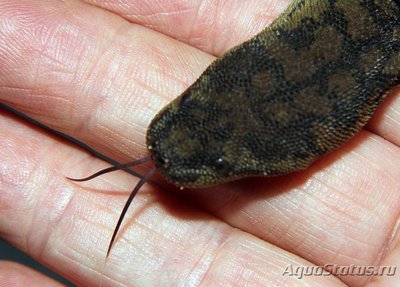 Фото Змея Арафурская бор­давчатая Acrochordus arafurae  (photo#128061)