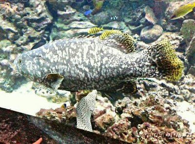 Групер индоокеанский малогл­азый (Epinep­h­elus lanceolatus).