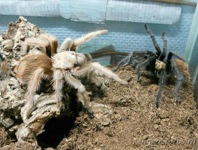 Фото Афонопельма халькодес Aphonopelma chalc­odes  (photo#128155)