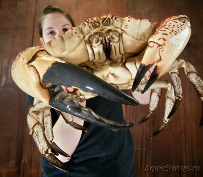 Краб тасманский гига­нтский (Pseudocarcin­us gigas/Tasmanian giant crab