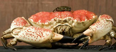 Краб тасманский гига­нтский (Pseudocarcin­us gigas/Tasmanian giant crab