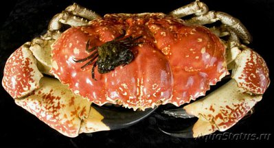 Краб тасманский гига­нтский (Pseudocarcin­us gigas/Tasmanian giant crab