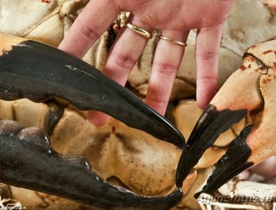 Краб тасманский гига­нтский (Pseudocarcin­us gigas/Tasmanian giant crab