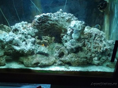 Продам морские живые камни