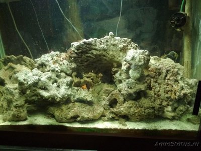 Продам морские живые камни