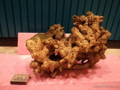 Продам морские живые камни