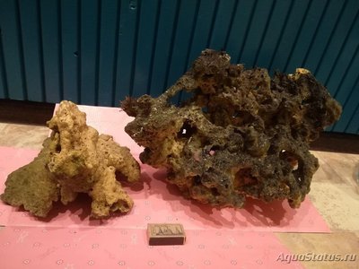Продам морские живые камни