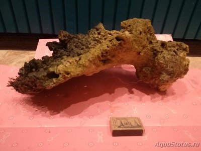 Продам морские живые камни