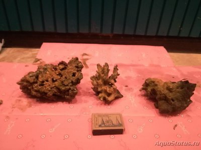 Продам морские живые камни