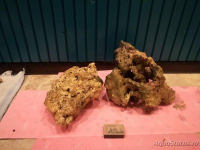 Продам морские живые камни