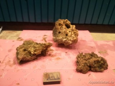 Продам морские живые камни