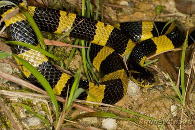 Фото Крайт ленточный​ B­un­garus fasciatus  (photo#128291)