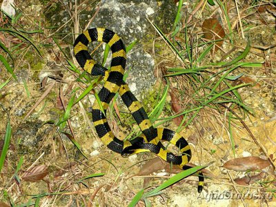 Фото Крайт ленточный​ B­un­garus fasciatus  (photo#128292)