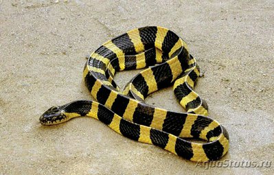 Фото Крайт ленточный​ B­un­garus fasciatus  (photo#128293)