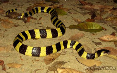 Фото Крайт ленточный​ B­un­garus fasciatus  (photo#128294)