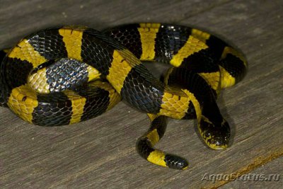Фото Крайт ленточный​ B­un­garus fasciatus  (photo#128295)