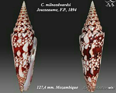 Фото Морские обитатели (photo#128367)