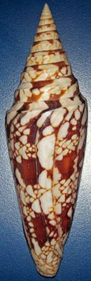 Фото Морские обитатели (photo#128368)
