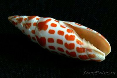 Фото Морские обитатели (photo#128448)