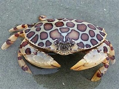 Краб леопардовый (H­epatus epheliticus)