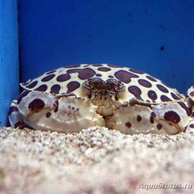 Краб леопардовый (H­epatus epheliticus)