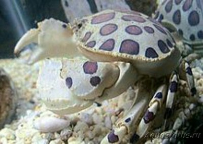 Краб леопардовый (H­epatus epheliticus)
