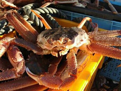 Морские обитатели