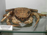 Морские обитатели