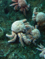 Краб ( Paralomis histrix )