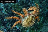 Краб ( Paralomis histrix )