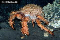 Краб ( Paralomis histrix )