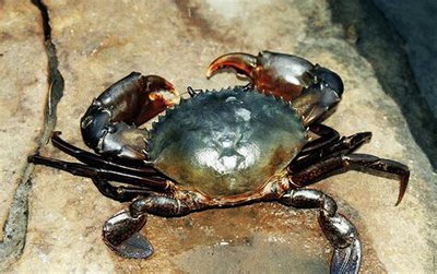 Сцилла пильчатая (​ Scylla serrata )