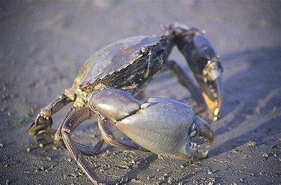 Сцилла пильчатая (​ Scylla serrata )